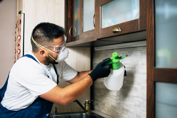 Best Wasp Removal Services  in Birdsboro, PA