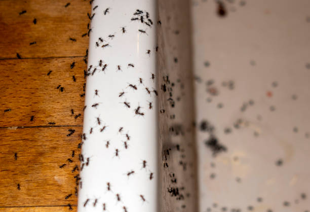 Wasp Removal Services in Birdsboro, PA